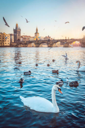 View of prague bridge at sunset