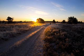 Luneburg Heath in the winter at sunrise