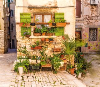 Flowers In Front Of Old Building-Rovinj, Croatia